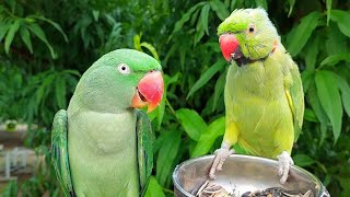 Talking Ringneck Parrot Feeding Alexandrine Parrot 