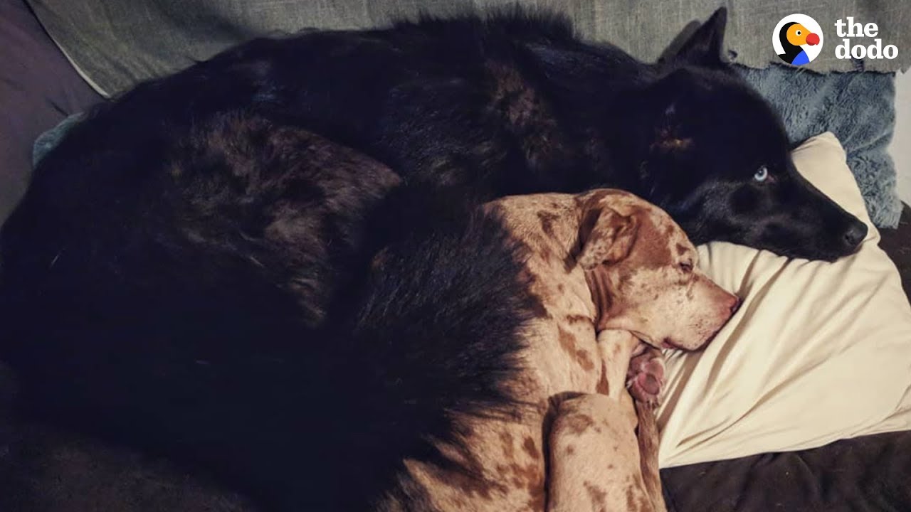 Woman With 2 Pit Bulls Takes A Chance On A Rescued Wolf Dog