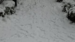 Seoul Snow