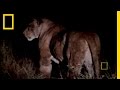 Lion Behavior and Hunting Strategies