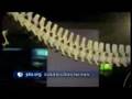Evolutionary Concepts and Transitional Species