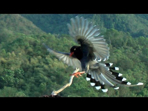 野鳥70種(70 Kinds Wild Bird ) - YouTube(47分12秒)