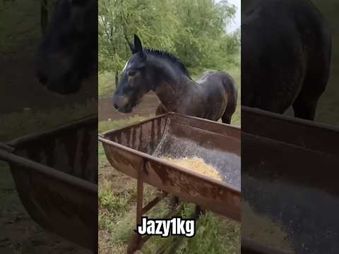 #кыргызстан #өзгөн #Жазы