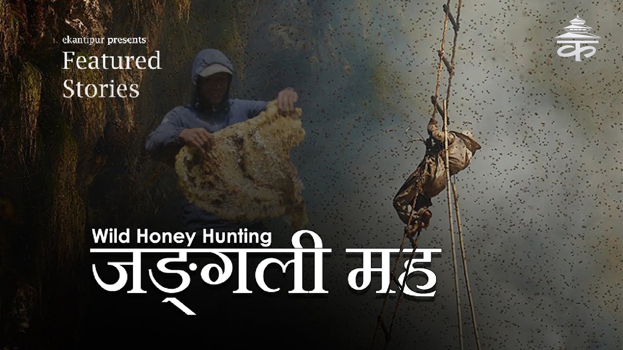 Honey hunting: a high stakes game