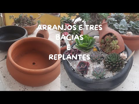 TRÊS ARRANJOS EM BACIAS + VASO E FLORES DAS DIPLADÊNIAS