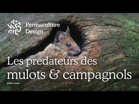 Mulots & campagnols : quels sont leurs prédateurs naturels ?