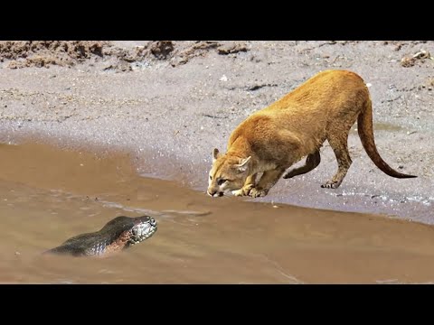 Cobra sucuri mata onça parda sem dó | inacreditável