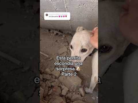 Parte 2. Ya no tendrás que dejar a tus perritos solos para buscar comida en la basura. ? #adopta