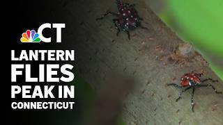 YouTube video thumbnail: Spotted Lanternflies Reach Peak Activity in Connecticut as Blumenthal Pushes for Action