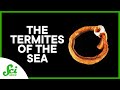 Shipworms: The Termites of the Sea