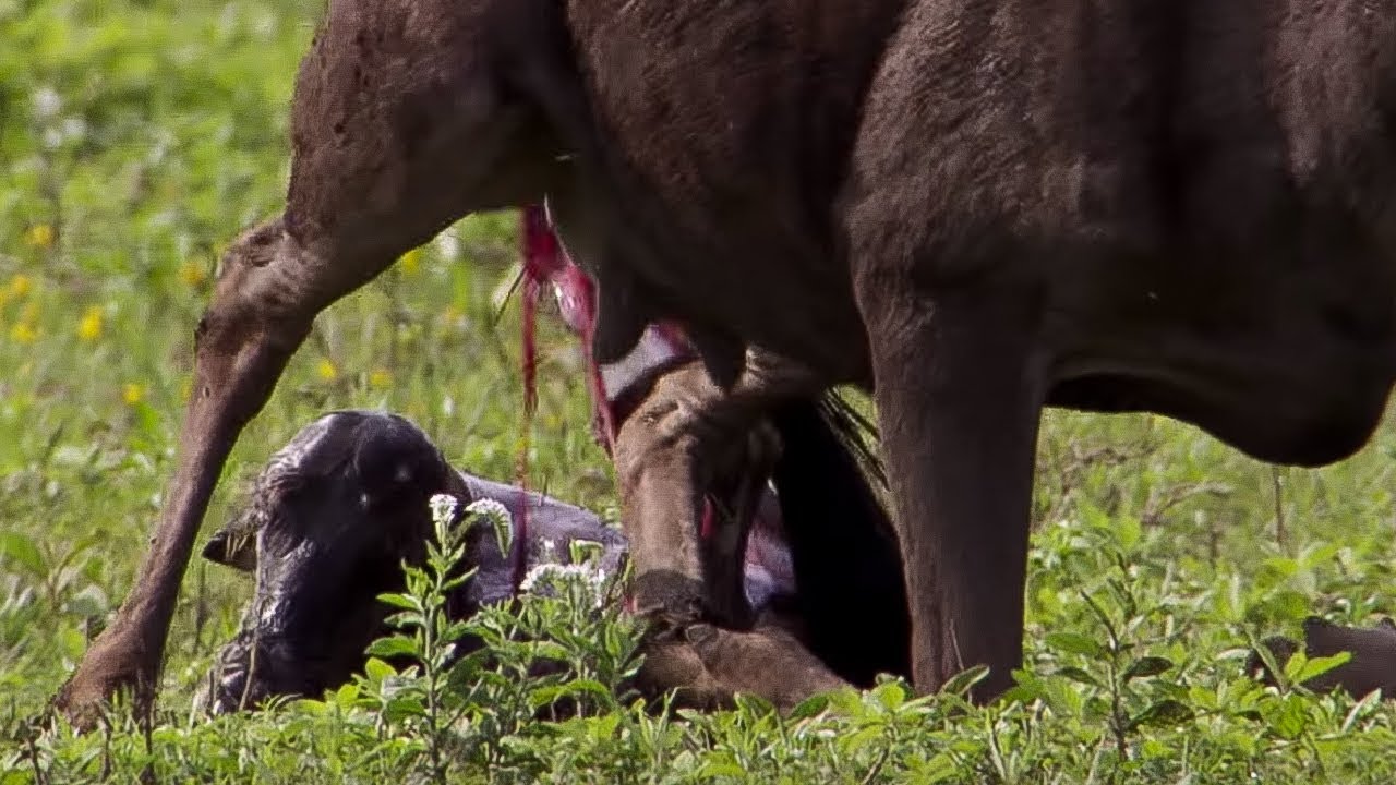 Wildebeest Calf Birth Nature's Great Events BBC Earth