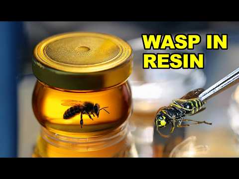 Wasp in Epoxy Resin. Levitating Wasp in a Jar. RESIN ART