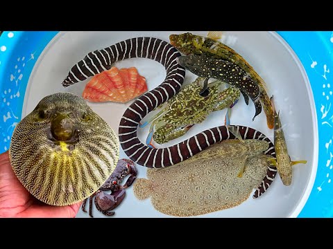 Tangkap ikan buntal dan kelomang, keong, belut, kepiting, siput, ikan laut, ikan hias, ikan sebelah