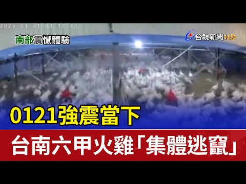 0121強震當下 台南六甲火雞「集體逃竄」