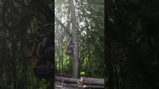 This is what real industrial logging looks like #logging #forestry #heavyequipment