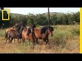 Conservation of Greek Island Horses
