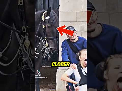 A Royal Horse Sensed This Boy’s Last Wish and Did the UNTHINKABLE!