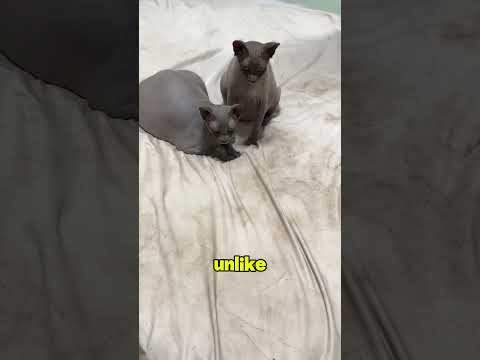 Why are sphinxes dirty? #shortvideo