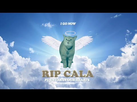 RIP CALA 🕊️ (I Go Meow Cat)