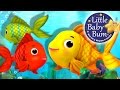 Counting and Characteristics of Fish