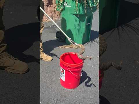 Rattlesnake plays hide and seek with wrangler #animals #shorts
