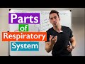 Exploring the Parts of the Respiratory System