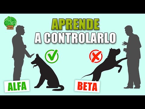 ENTRENAMIENTO de LIDERAZGO para PERROS (Cachorro y Adultos)