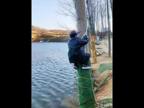 I never thought that the cicada monkey would also like to climb trees in winter! #Water swing #Funn