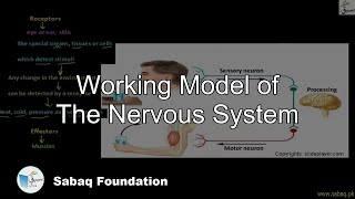 Working Model of The Nervous System