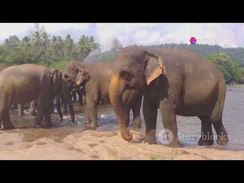 Know your animals: elephants