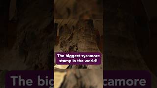 An 800-Year-Old Wonder! #Indiana #roadsideattractions #weird