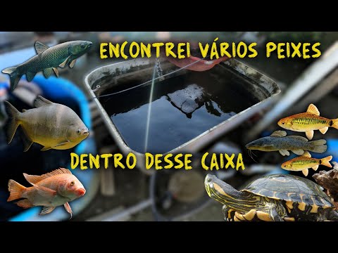 ENCONTREI DIVERSOS PEIXES ESQUECIDOS NESSA CAIXA NO QUINTAL!