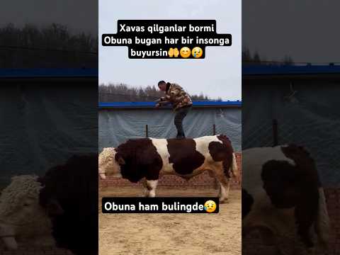 Hammamizga buyursin shunaqa buqalar#tomosha#polvonlar #koʻpkarida #mashalloh #chiroyli #mazzami#ot