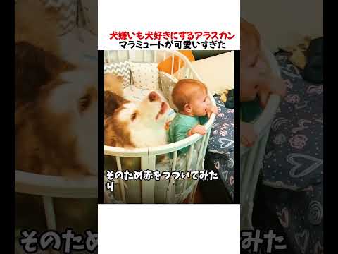 犬嫌いも犬好きにするアラスカンマラミュートが可愛いすぎたwwwww