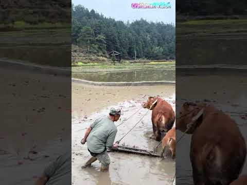Primitive method harrowing of hilly rice fields — Cattle-drawn flat harrow