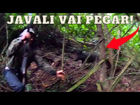 ESCAPOU POR UM TRIZ - CONTROLE DE JAVALI - JAVALI BRASIL