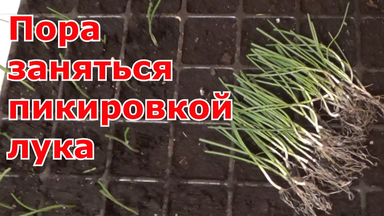 Пикировка рассады лука. Репчатый лук из семян (чернушки) за одно лето
