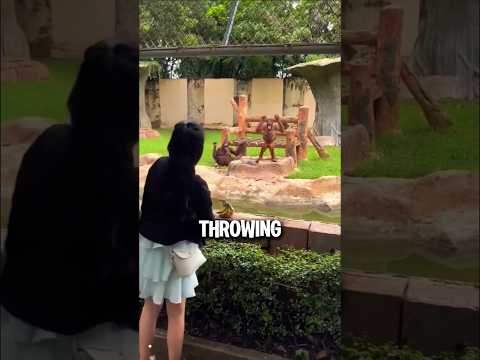 Zoo Feeding Gone Wrong 😂 (@hua_hua_1011)