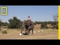 Elephants' Scent Detection Abilities