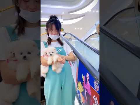Video triệu view hay và thú vị P598 #shorts #trending