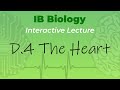 Cardiac Function and Physiology Concepts