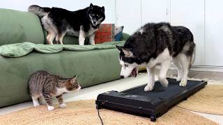 Husky Kicks Me Off the Treadmill, Kitten Makes a Run for It!