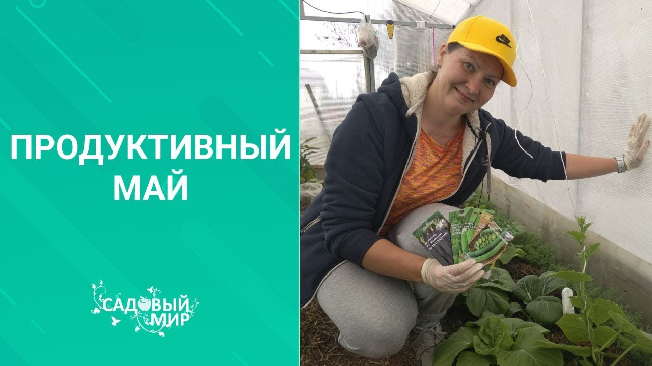 Рассада перца, кабачка, огурцов в холодном мае 2020. Особенности роста и развития