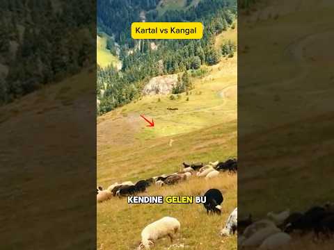 Kartal Kangala Saldırdı İnanılmaz Anlar! #shorts