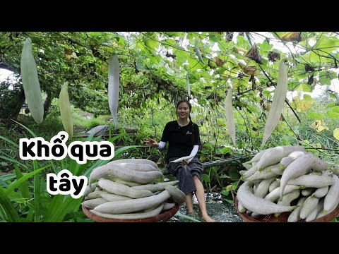 Giàn Khổ Qua Tây Rộ Trái, Q Hái Mê Luôn. Buổi sáng bình yên ở quê 
