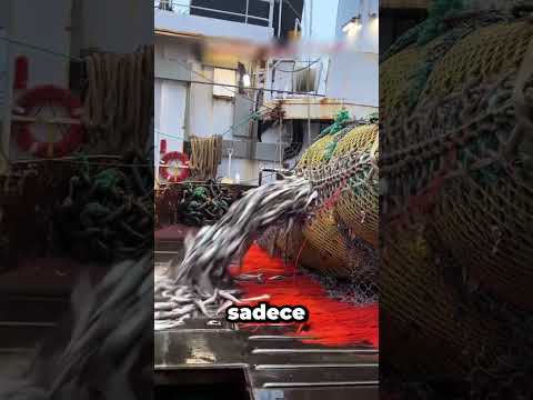 Tek Seferde 170 Ton Balık 😲