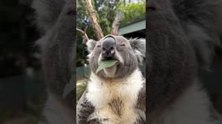 Cute Koala #shorts #shortvideo #koala