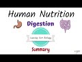 Human Digestion and Nutrient Absorption