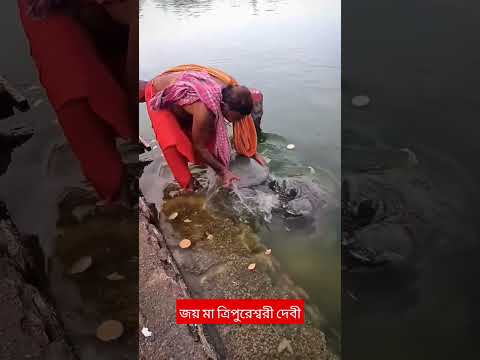 দেখুন পুরোহিত কি সুন্দর ভাবে কচ্ছপকে নিচ্ছে এক অপরুপ দৃশ্য🙏🌺জয় মা ত্রিপুরেশ্বরী দেবী🙏🌺 #shortvideo