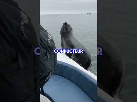 ALORS VOUS L'AVEZ REMARQUE ??